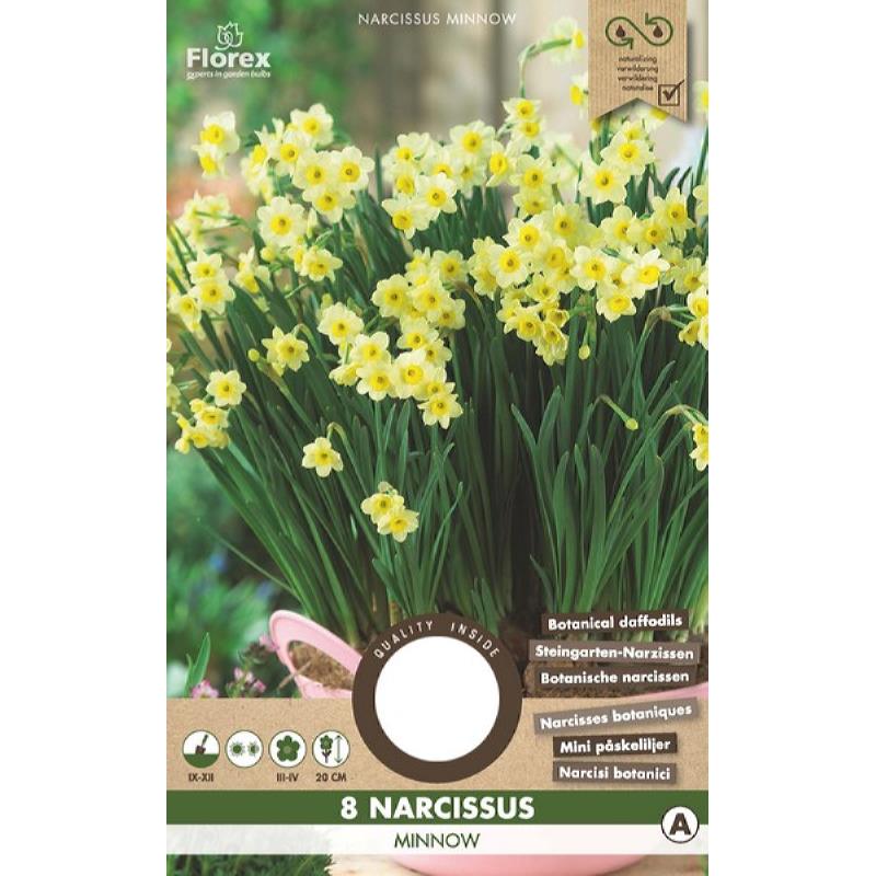 Narcis Botanisch Minnow - 8 stuks