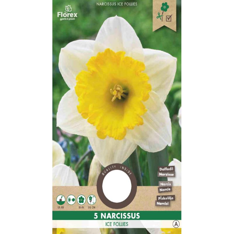 Narcis Grootkronig Ice Follies - 5 stuks