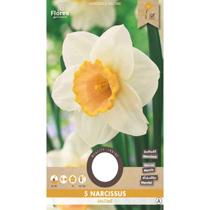 Narcis Grootkronig Salome - 5 stuks