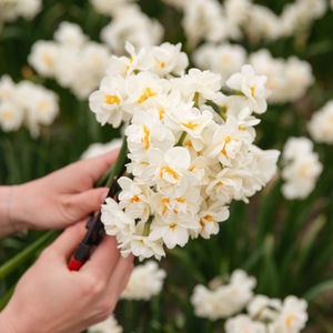 Narcis 'Bridal Crown' BIO
