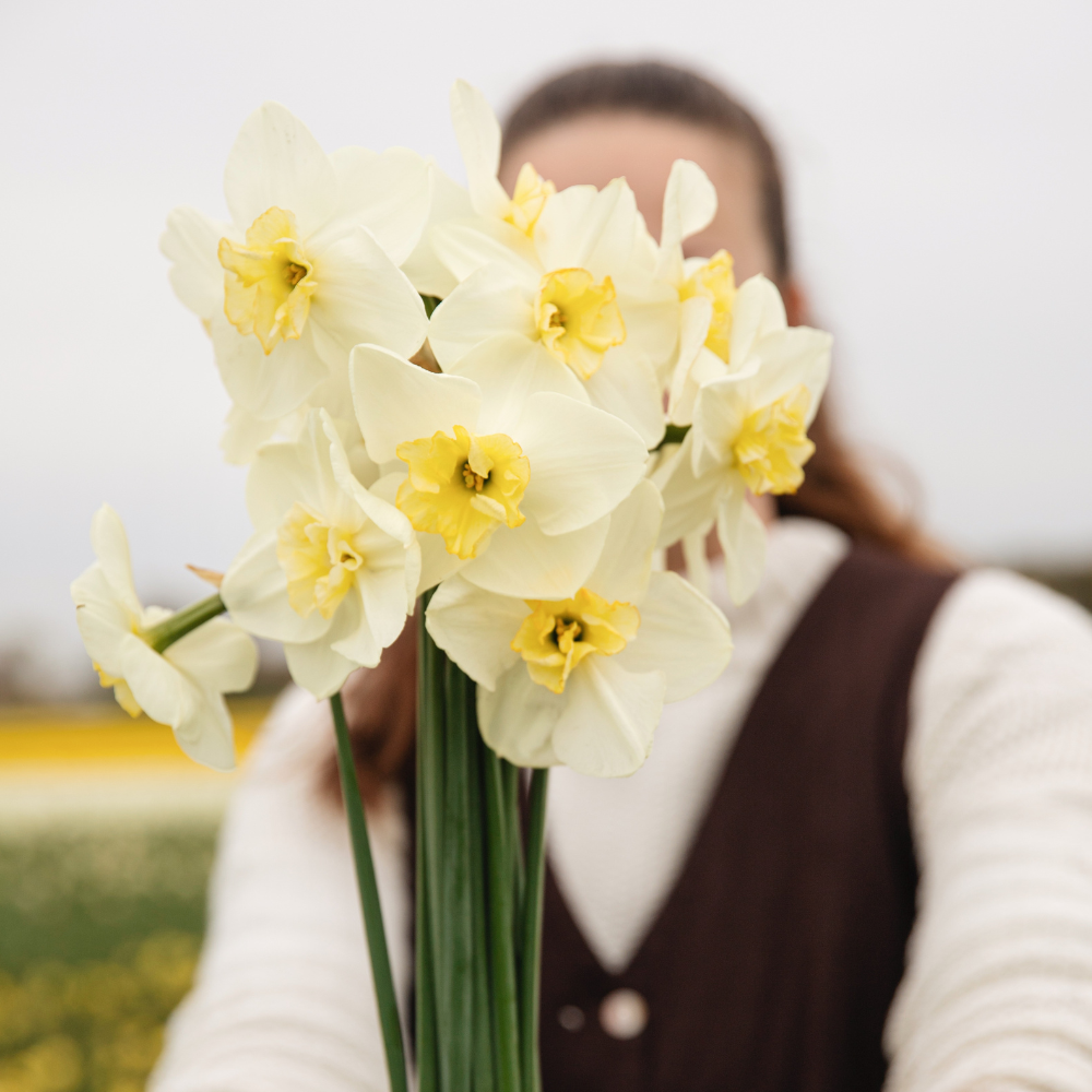 Narcissus 'Papillon Blanc' BIO