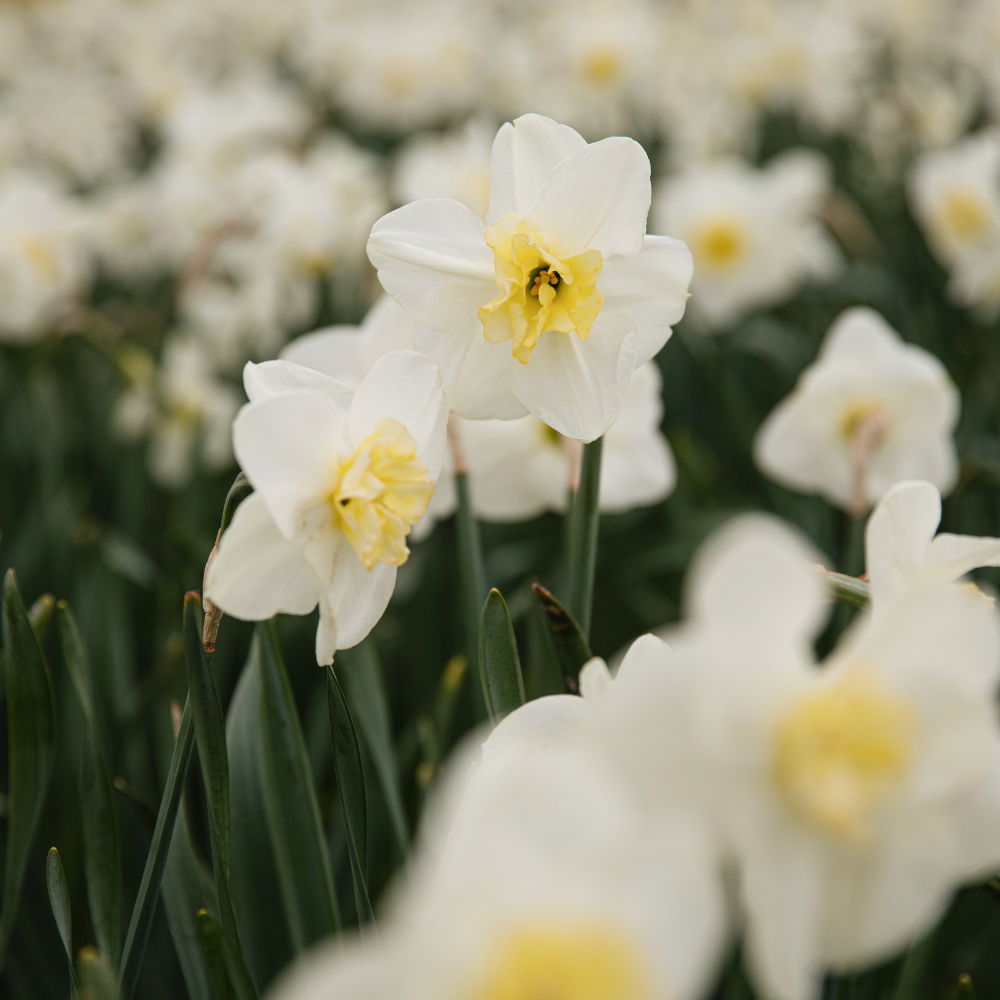 Narcissus 'Papillon Blanc' BIO