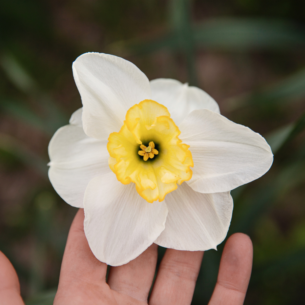 Narcissus 'Papillon Blanc' BIO
