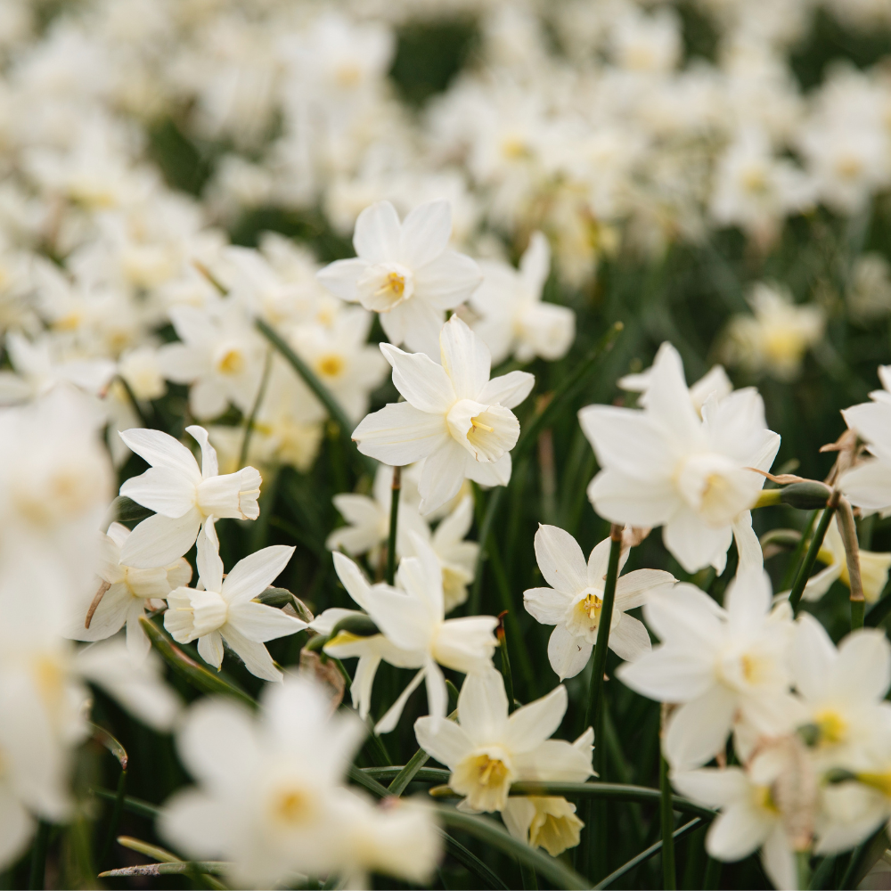 Narcissus 'Sailboat' BIO