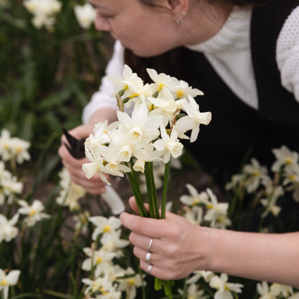 Narcissus 'Sailboat' BIO