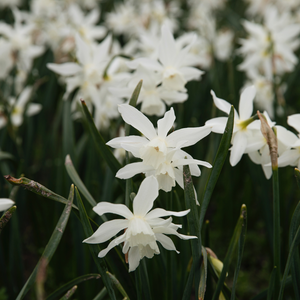 Narcis 'Thalia' BIO