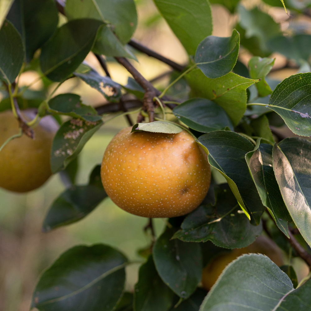 Nashi pear 'Hayatama'