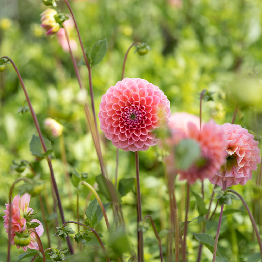 Dahlia 'Nathalie G'
