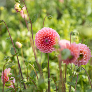 Dahlia 'Nathalie G'