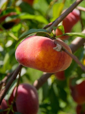 Nectarineboom (Platte) Flateryna