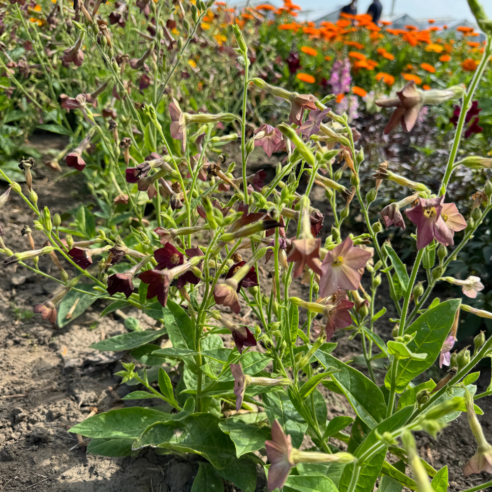 is tobacco a food crop Tobacco in Kentucky is tobacco a food crop Tobacco in Kentucky