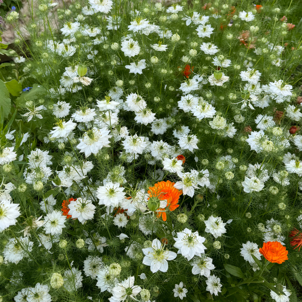 Nigella damascena (juffertje in 't groen) - Albion Black Pod