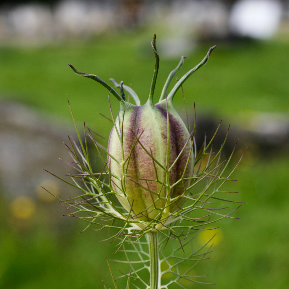 nigella flower seed pods Nigella damascena (lady in green)