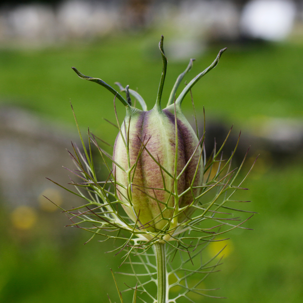 Nigella damascena (Grünjungfrau) – Albion Black Pod