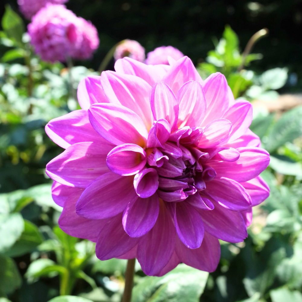 Dahlia 'Nikola Tesla'