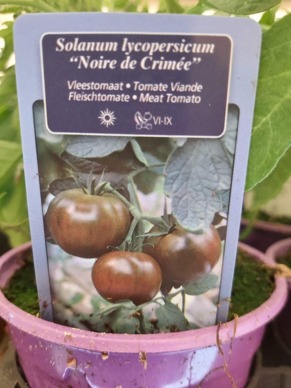 Tomate bovine ''Noire de Crimée'' en pot 1 plant