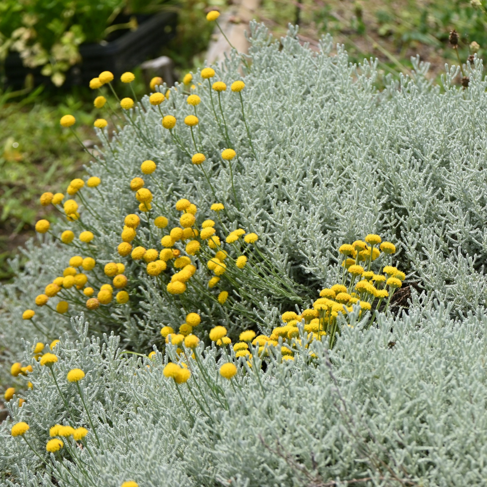 Herbes d'olivier - Pot P9