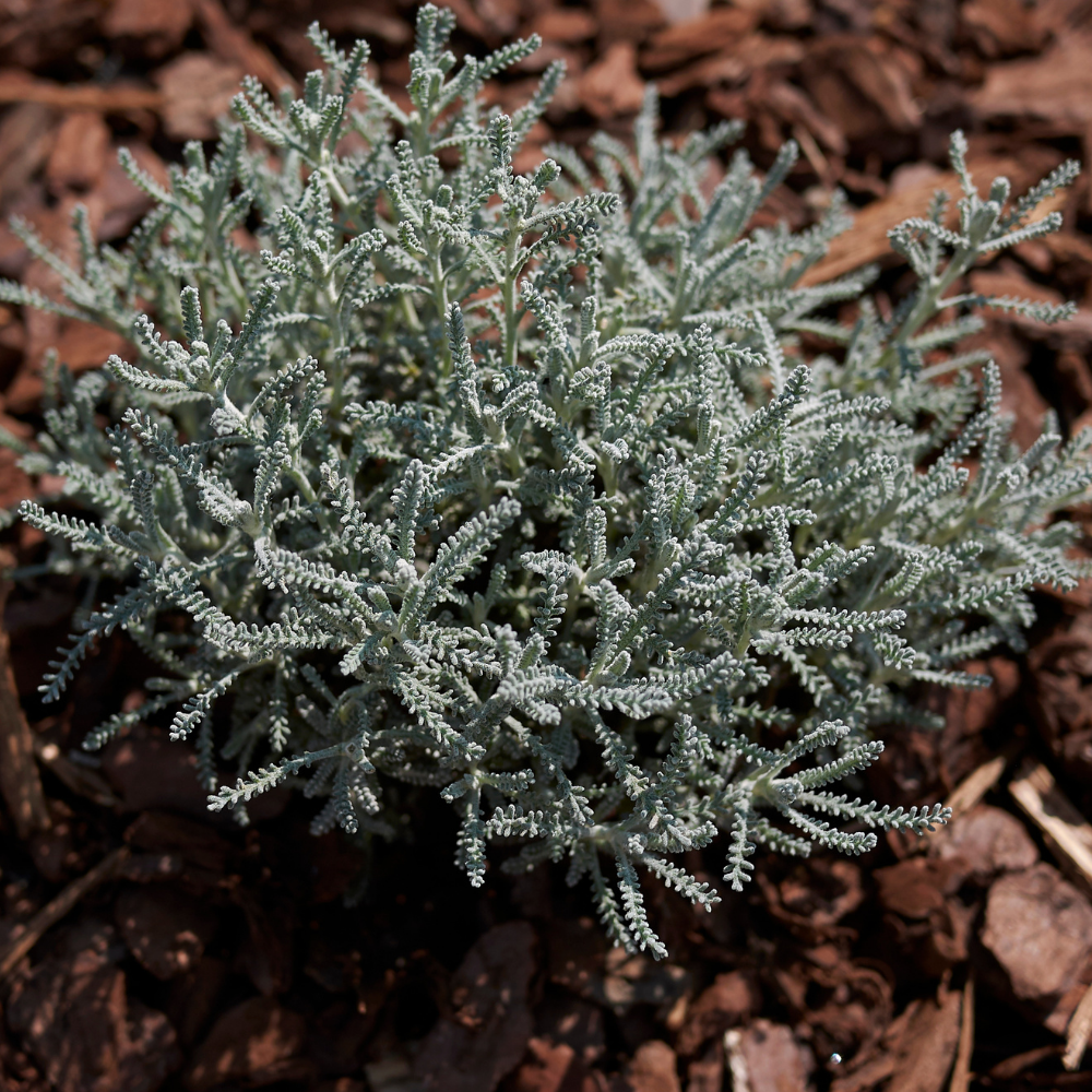 Herbes d'olivier - Pot P9