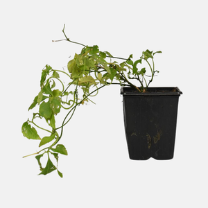 Onsterfelijkheidskruid - P9 pot