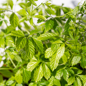 Onsterfelijkheidskruid - P9 pot