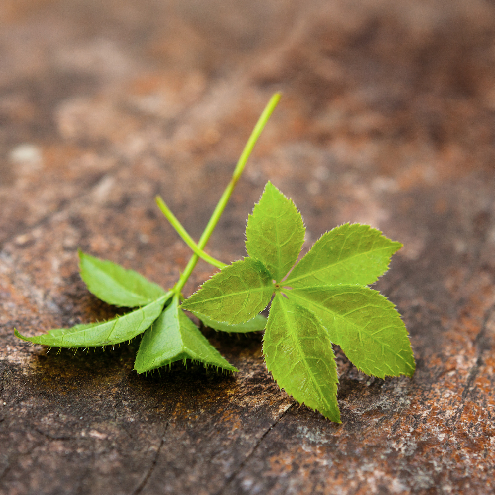 Onsterfelijkheidskruid - P9 pot