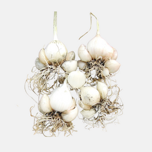 Ail des bois (Allium ampeloprasum 'Holmense') - 5 bulbes