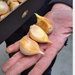 Olifantenknoflook - Reuzenknoflook - 5 tenen