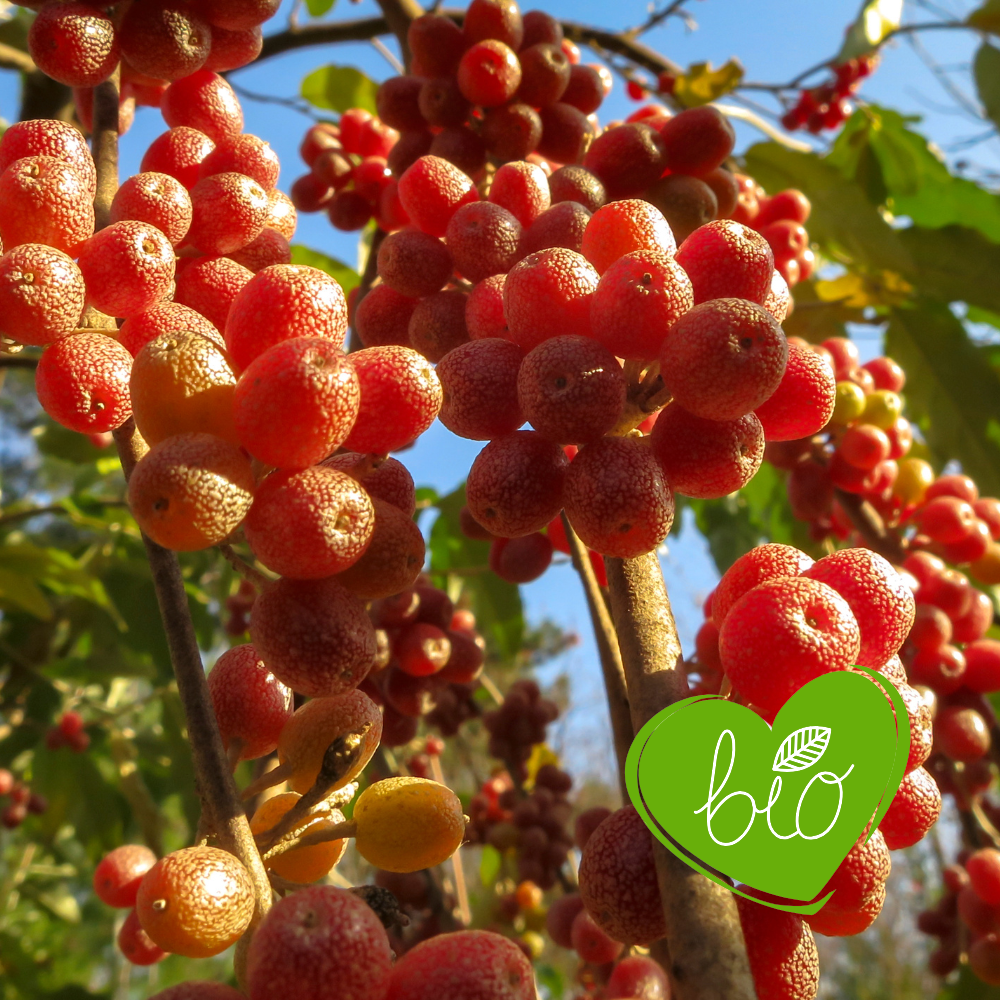 Olive Willow 'Sweet 'n Tart' Bio