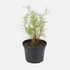 Olive herb (santolina viridis) BIO