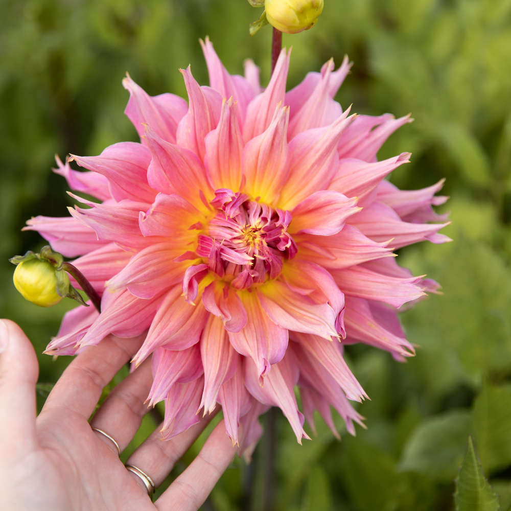 Dahlia 'Omega'