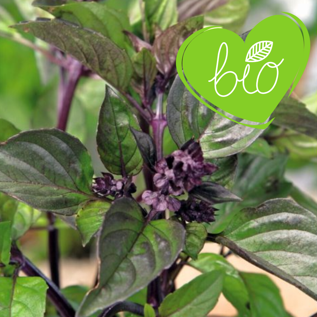 BIO Roodbladige Basilicum in 13 cm Pot  Ocimum basilicum 'Magic Blue'