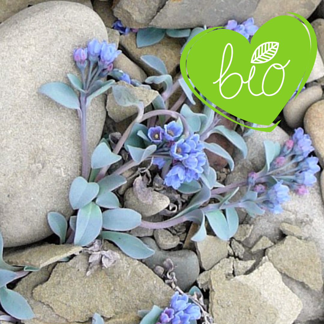 BIO Austernblatt im Topf 13 cm Mertensia maritima