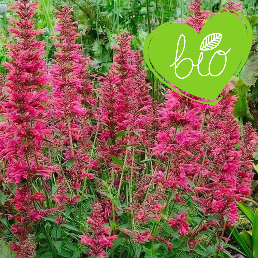 BIO Limonadenpflanze oder mexikanische Minze im 13 cm Topf Agastache mexicana