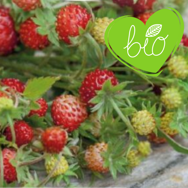 BIO Bosaardbei in 13 cm pot Fragaria vesca vesca