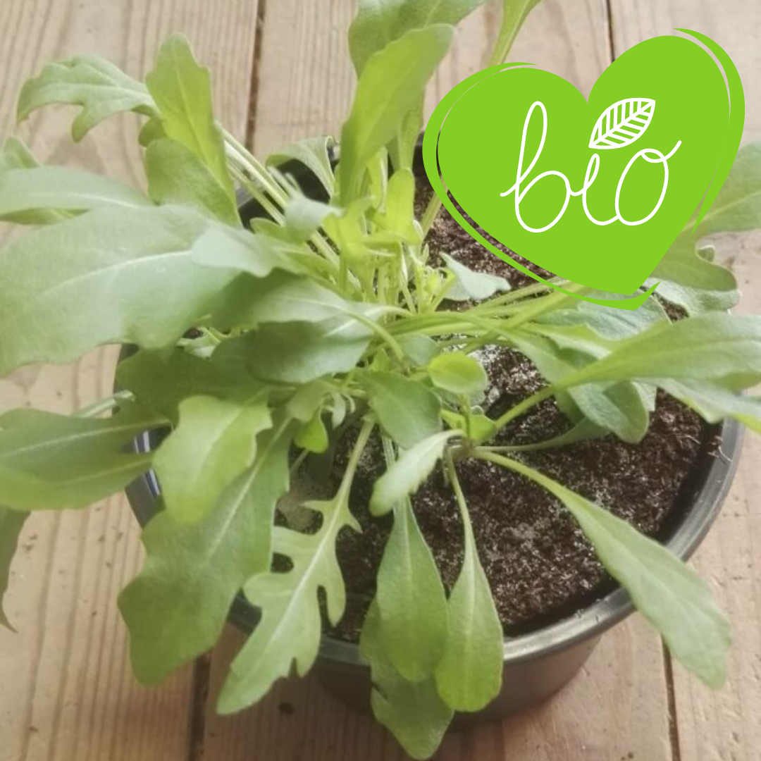 BIO Wilde Rucola in 13 cm pot Diplotaxis tenuifolia 'Roma'