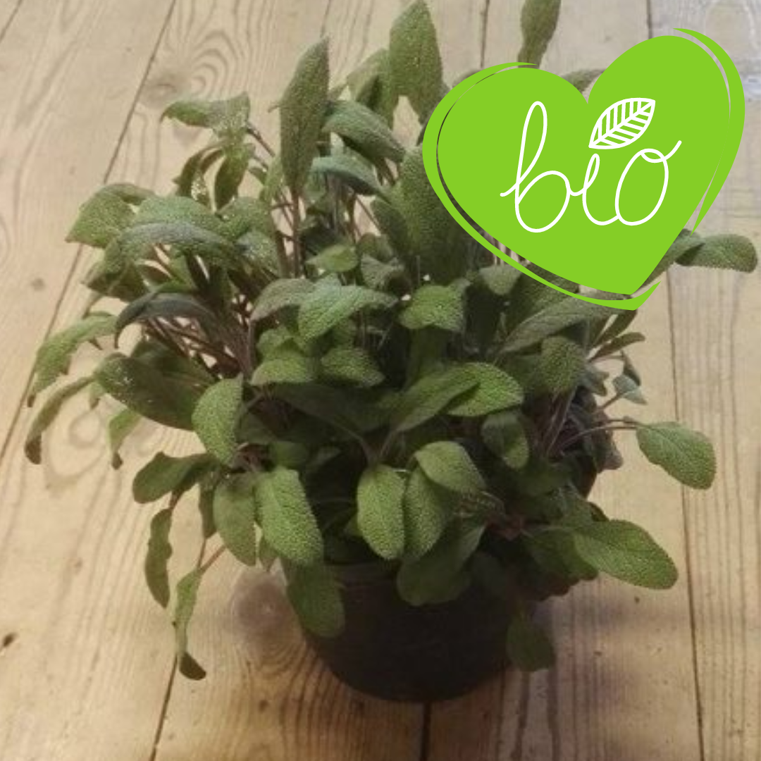 Pot d'herbes sauge rouge BIO 13 cm Salvia Officinalis Purpurescens