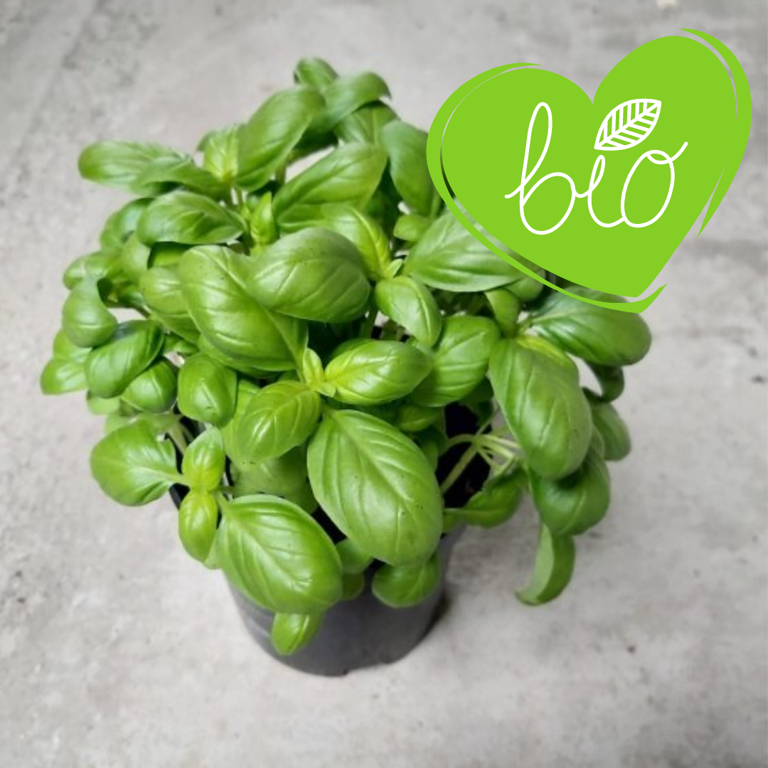 Basilic BIO en pot d'herbes aromatiques 13 cm Ocimum basilicum 'Magic White' 