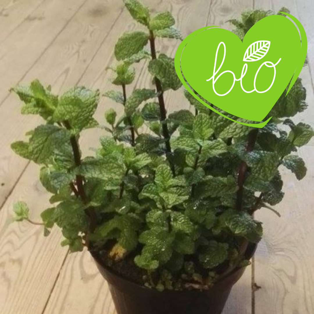 BIO Pfefferminz-Kräutertopf 13 cm Mentha piperita 'Cinderella' 