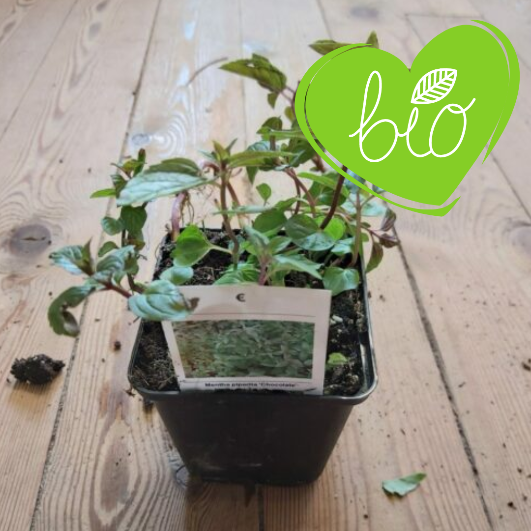 BIO Schoko-Minze im Topf 13 cm Mentha piperita 'Chocolate'