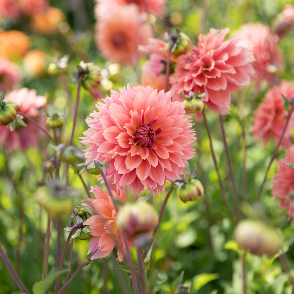 Dahlia 'Orange Fubuki'
