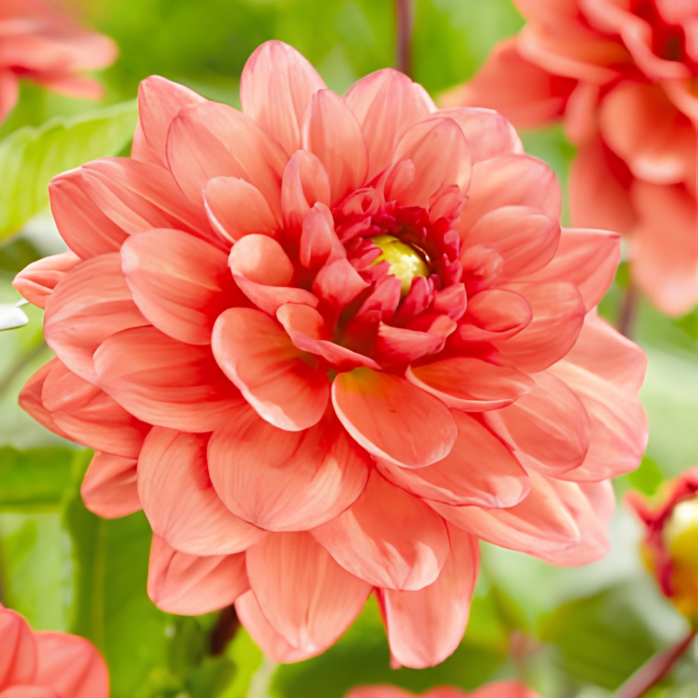 Dahlia 'Orange Girl'