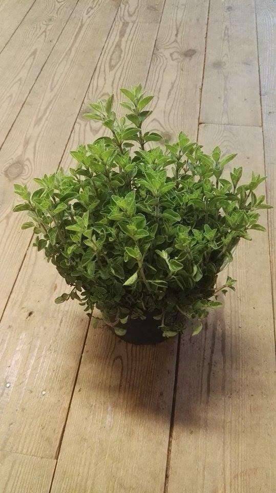 Oregano Kruidenpot 14 cm Origanum vulgare