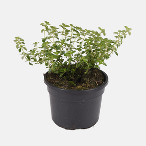 Oreganotijm (thymus pulegioides) - 'Tabor' BIO