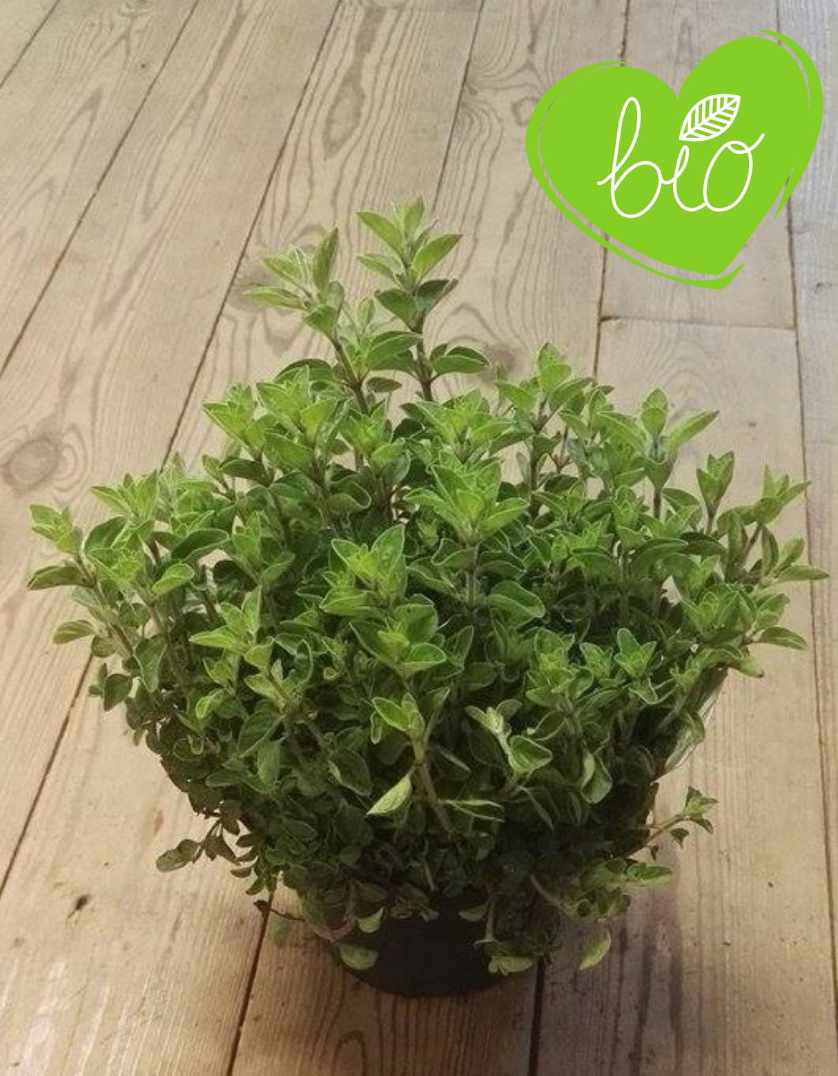 Origan Compact BIO en pot 13 cm Origanum vulgare 'Compactum'