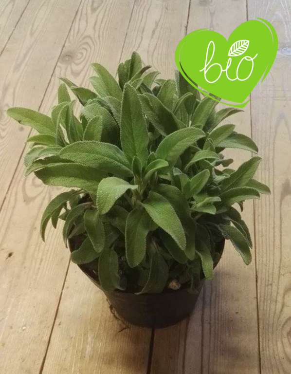 Pot d'herbes sauge BIO 13 cm Salvia Officinalis