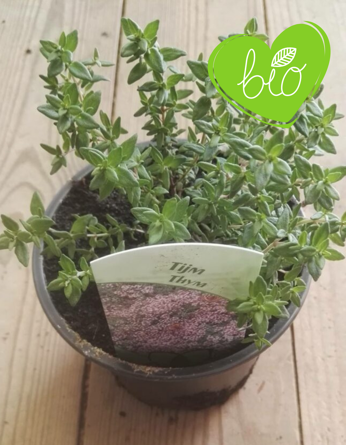 Bio Tijm in 13 cm pot Thymus vulgaris 'Compactus'