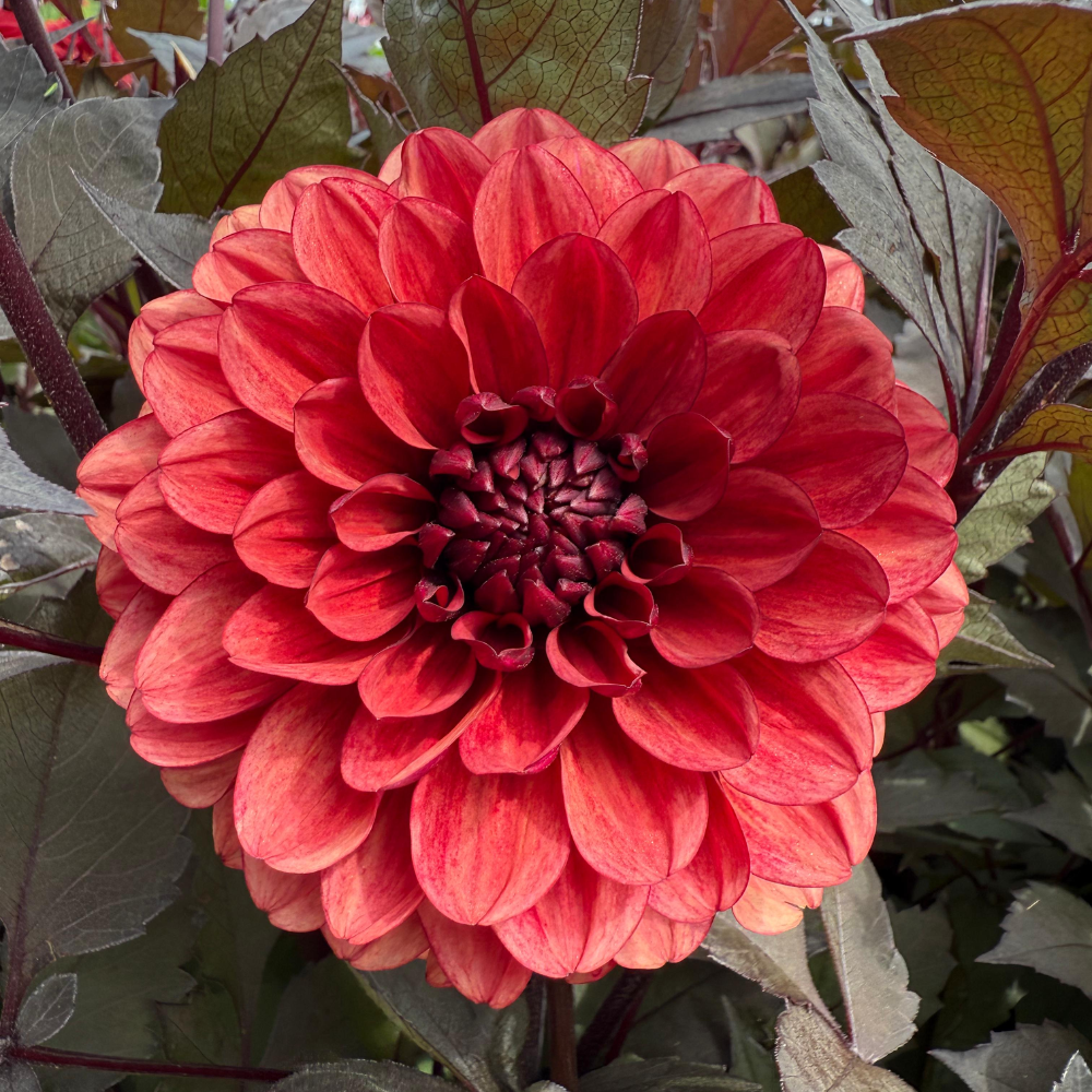 Dahlia 'Orient Express'