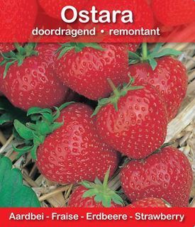 Aardbeiplant Ostara doordragend ras 6 stuks