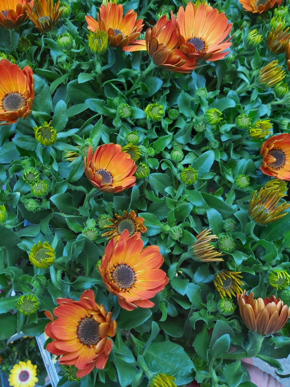 Osteospermum Spanish Daisy Orange en pot 10,5 cm 1 plante