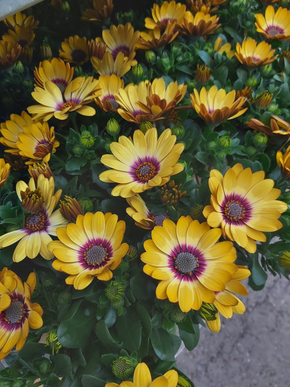 Osteospermum Spaanse Margriet Geel in pot 10,5 cm 1 plant